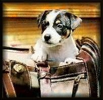 Gordi, cover dog of the 1997 JR Calendar, wants to take you to to Jasper Publications