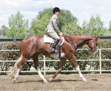 Cruiser Hunter Under Saddle