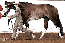 HeathShowmanship_sm.jpg (20850 bytes)