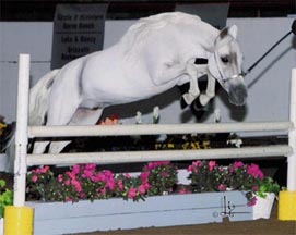 4th Place Win, Amateur Hunters, AMHA Nationals 2001