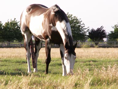 charliegraze.jpg (37247 bytes)