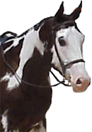 charliehead.gif (14970 bytes)