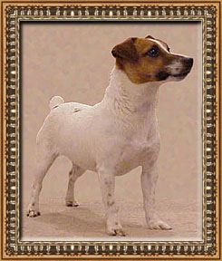 Dixie - 18 months