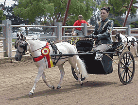 Reserve Grand Champion Country Pleasure Driving Horse