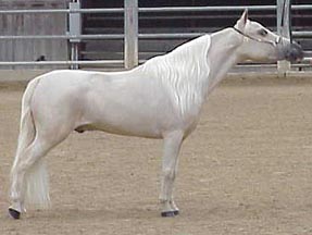 Photo taken June 2001, at 12 years of age. What a gorgeous boy!